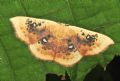 Cyclophora (Cyclophora) albiocellaria